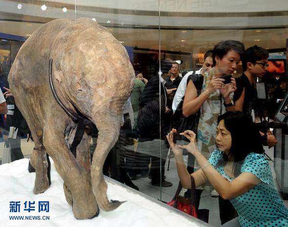 冰河時期長毛象寶寶首次在香港展出