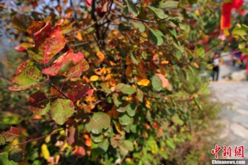 京城不僅香山有紅葉 10大最佳賞紅地推薦