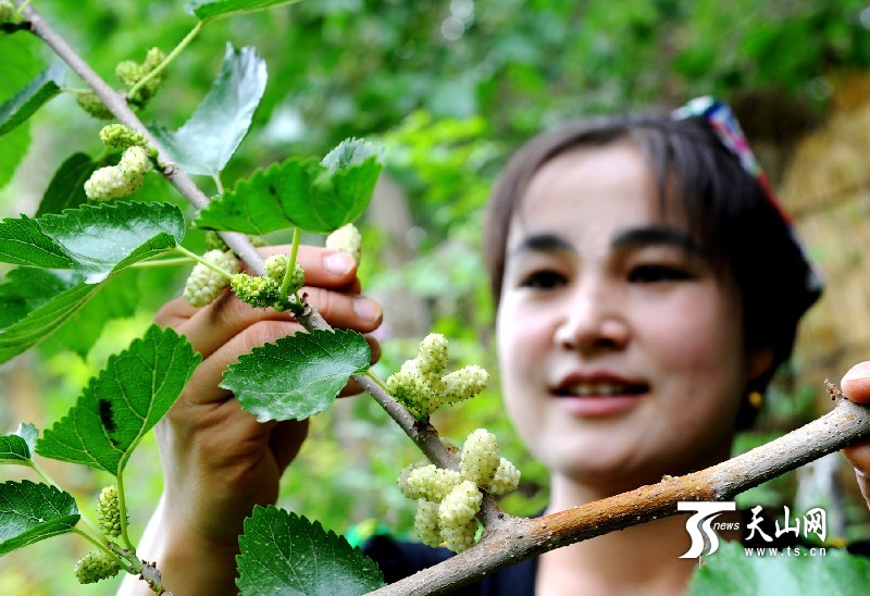 新疆庫(kù)爾勒市首屆“美麗蘭干·甜蜜桑葚”節(jié)開幕