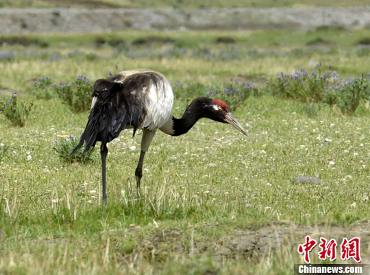 西藏野生動物遷徙繁殖季受全面保護(hù)