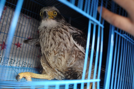 2011普洱國家公園大型野生動物放生車隊抵達(dá)普洱 動物全部安然無恙