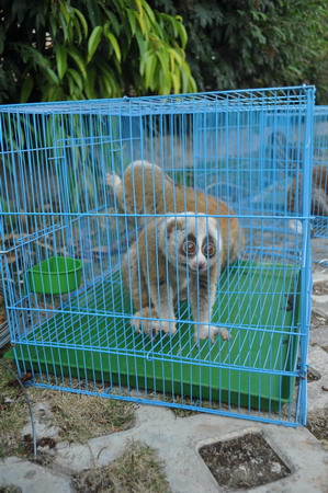 2011普洱國家公園大型野生動物放生車隊抵達(dá)普洱 動物全部安然無恙