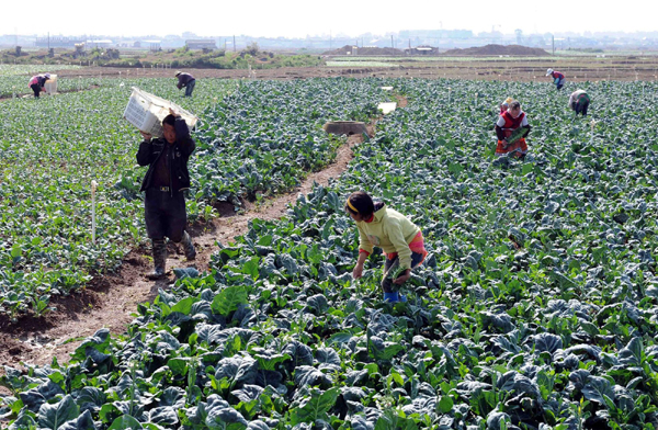 特色蔬菜種植助農(nóng)民增收