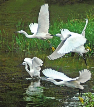 四退三還綠地增多 滇池邊發(fā)現(xiàn)130余種鳥