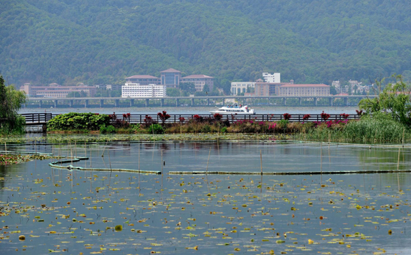 云南滇池水生植被及生物多樣性逐步恢復(fù)