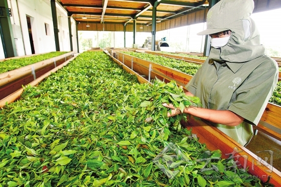 云南春茶量增價漲 茶農春茶總收入達25.96億元