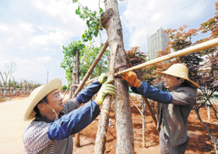 記者探訪昆明“植物醫(yī)院” 受凍樹木需約3至5年“療養(yǎng)”