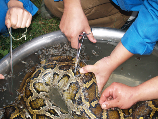 云南野生動(dòng)物園為收容的蟒蛇，巨蜥檢查身體