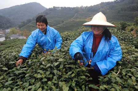 西湖龍井新茶進入采摘期