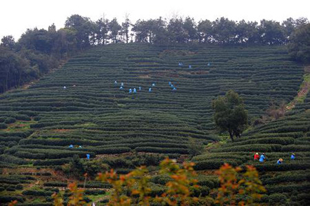 西湖龍井新茶進入采摘期