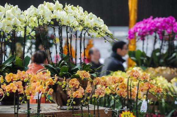 杭州“鮮花超市”萬(wàn)盆鮮花迎新春