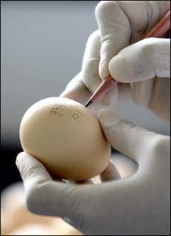 A Thai expert writes reference numbers on an egg for tests at a laboratory in Bangkok. Thailand will begin vaccinating millions of chickens and other fowl against bird flu within the next two months to combat the lingering disease in the kingdom. [AFP]