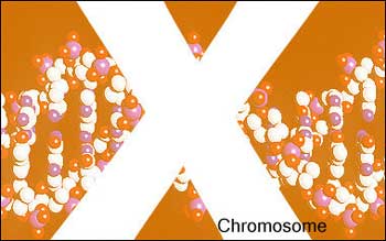 An international team of gene scientists has unveiled the first complete analysis of the X chromosome, the secretive coil of DNA that shapes human gender and whose malfunctions are to blame for nearly 10 percent of inherited diseases. [AFP]