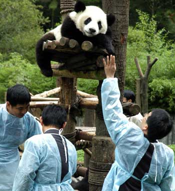 Taiwan experts in Sichuan for panda selection