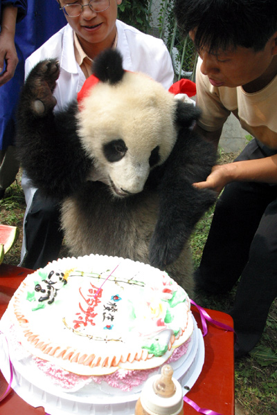 Baby panda celebrates the birthday