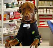 Dog works at gas station<BR>美加油站小狗當服務(wù)員