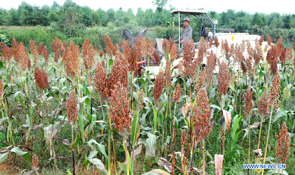 Broomcorns in SW China enters harvest season