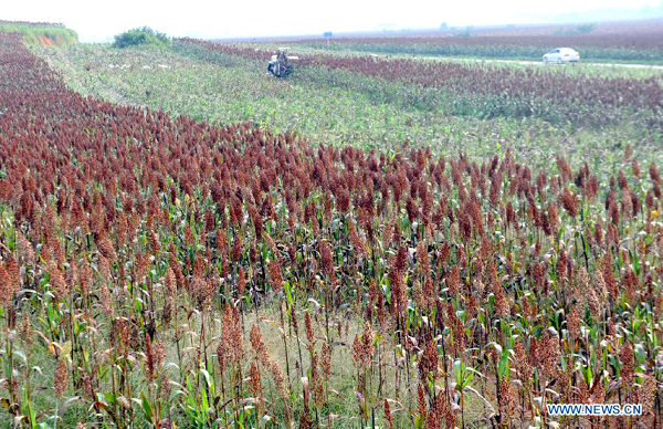 Broomcorns in SW China enters harvest season