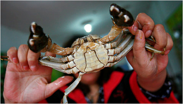 Crab industry feels the pinch in frugal times