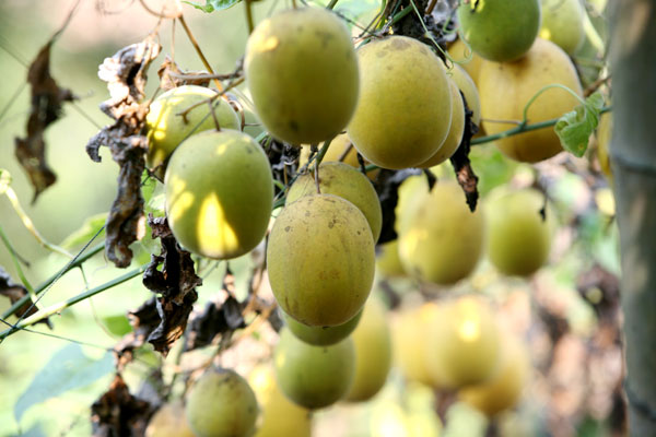 The arhat fruit in the mountains