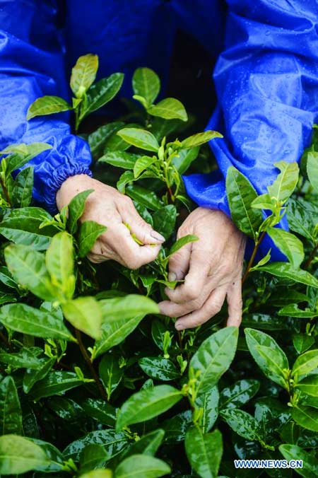 Farmers pick tea leaves in Zhejiang