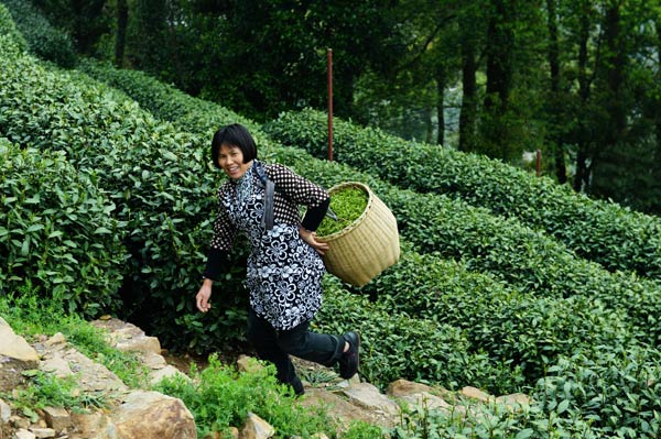 Demand for early batch of spring green tea drops