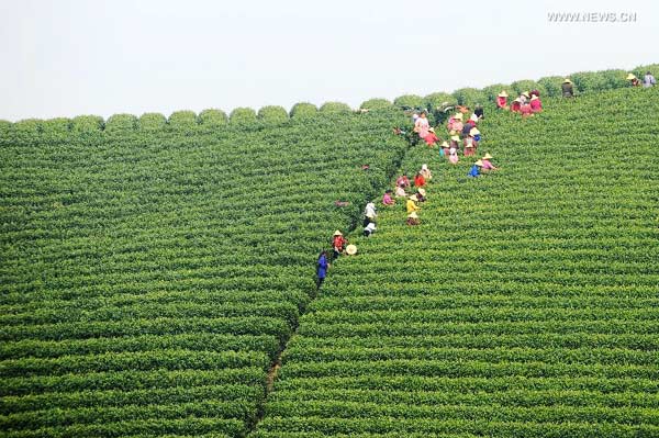 White tea enters tea picking season in east China