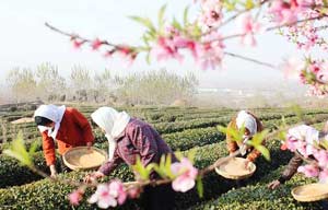 Tea harvest season in Fujian