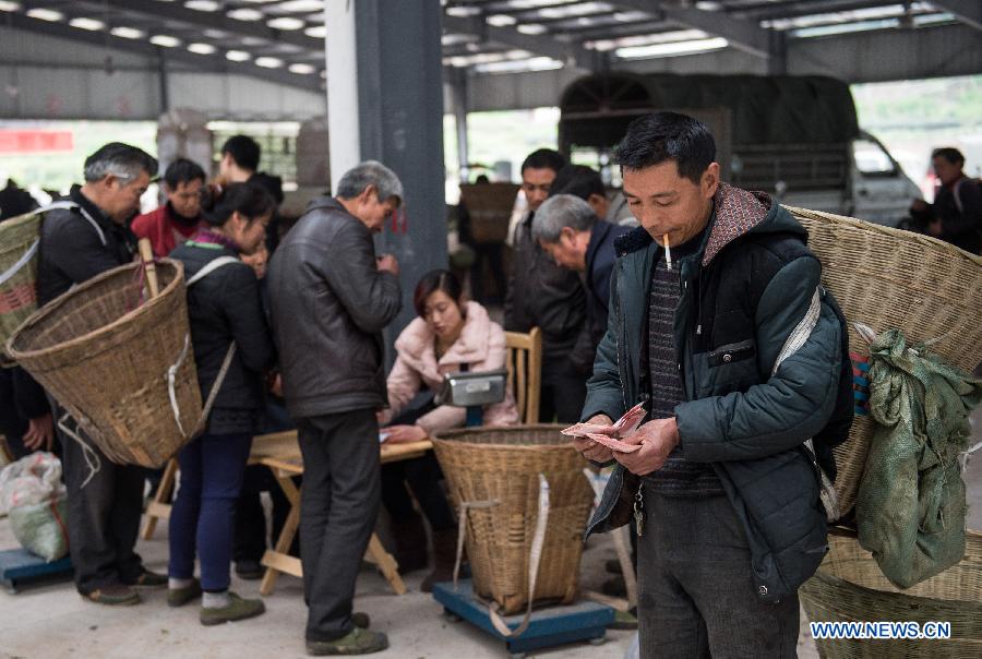 Farmers make tea before Qingming Festival