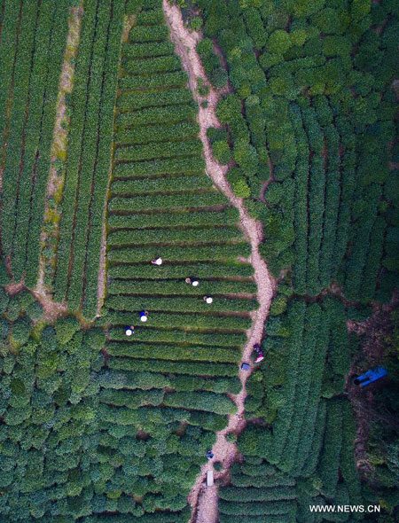 Farmers harvest West Lake Longjing tea in Hangzhou