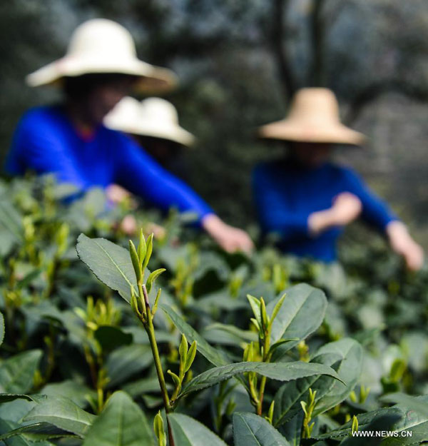 Farmers harvest West Lake Longjing tea in Hangzhou