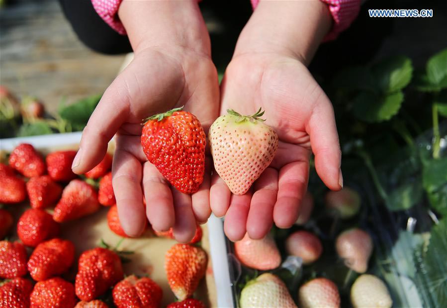 White strawberry a new hit in ?China