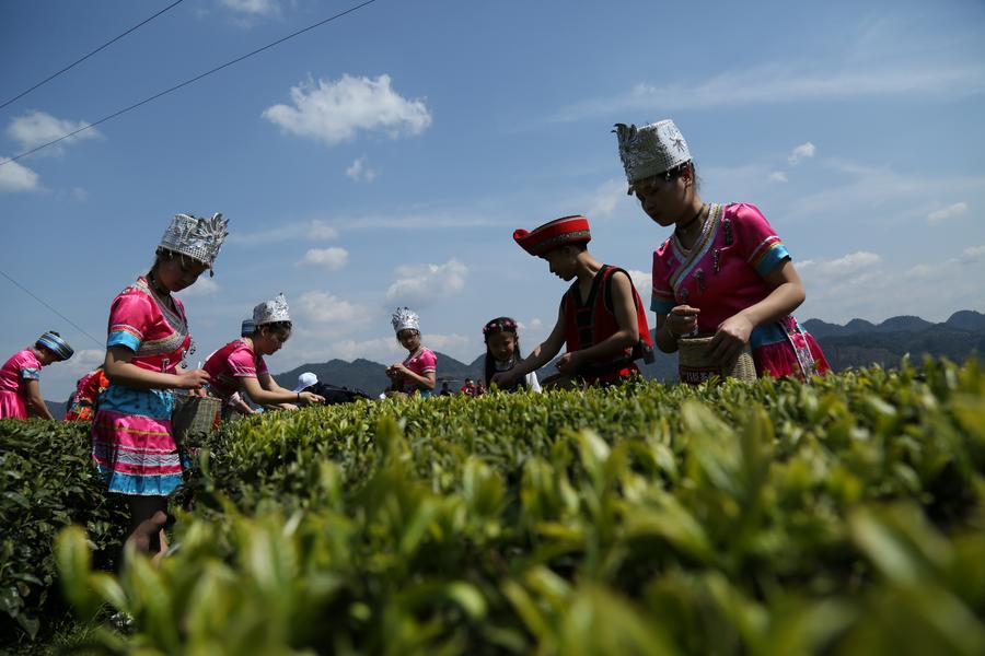 Farmers harvest tea leaves before Qingming Festival in Hubei province