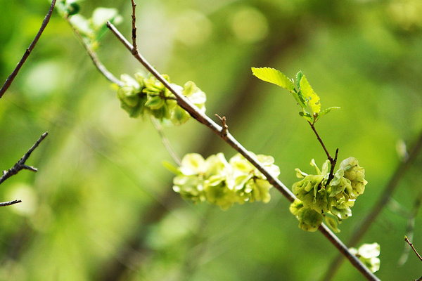 'Yu qian': Taste of green and pure freshness