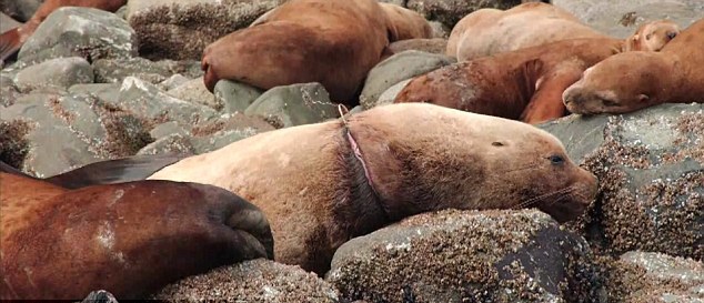 大批海獅海豹因海洋垃圾慘死 人類停止亂扔垃圾責(zé)無旁貸