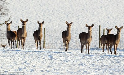 歐洲多國(guó)圣誕節(jié)遭遇強(qiáng)降雪 陸空交通困難旅客受罪