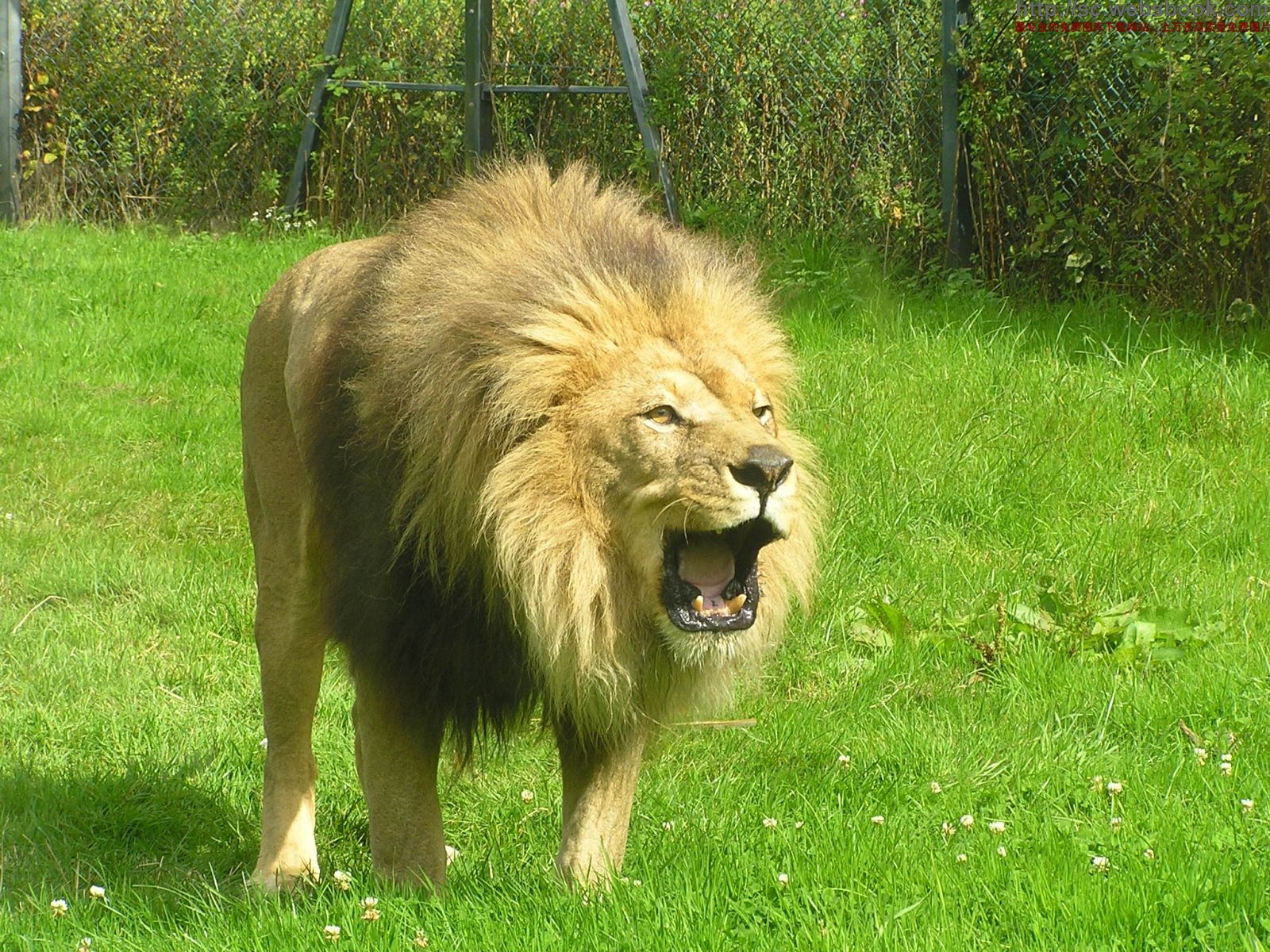 土耳其動(dòng)物園老虎殺死獅子 一爪擊破頸靜脈！