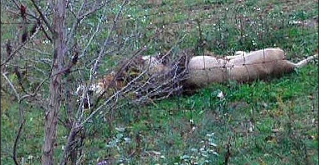 美動(dòng)物園主人自殺前放走數(shù)十頭猛獸 警方連夜追殺