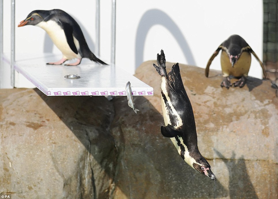 倫敦動物園搭建奧運跳板 企鵝健將一展跳水英姿