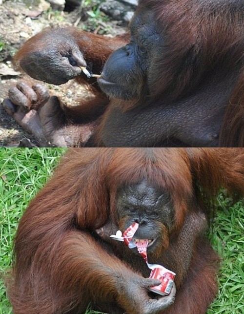 大馬動物園猩猩抽煙上癮