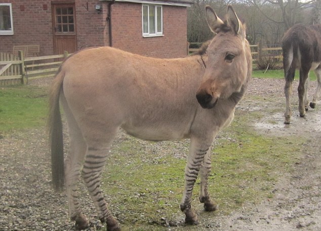 “斑驢、斑馬馬”繞暈頭 英怪異動物園令人稱奇