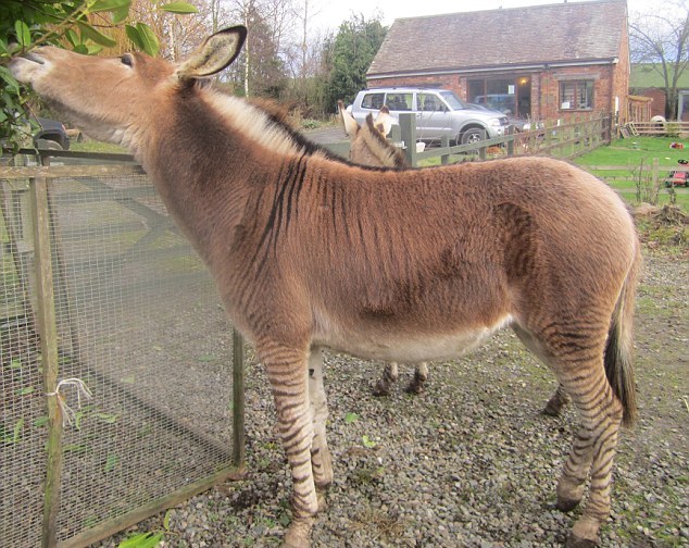 “斑驢、斑馬馬”繞暈頭 英怪異動物園令人稱奇