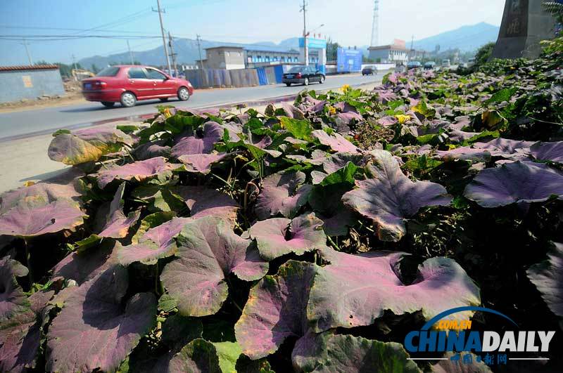 山東高速“玫瑰精”散落 路旁村莊一夜被染紅