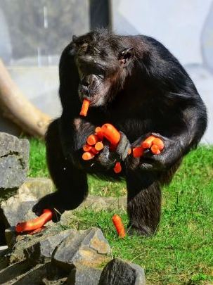 組圖：攝影師抓拍德國動物園黑猩猩偷食胡蘿卜