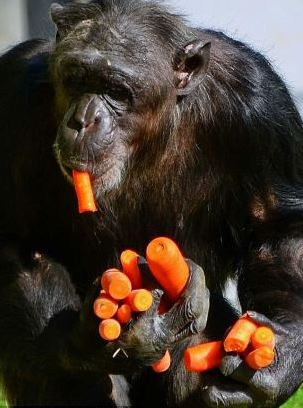 組圖：攝影師抓拍德國動物園黑猩猩偷食胡蘿卜