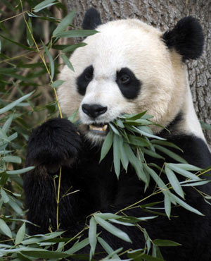 大熊貓糞便也是寶 法動物園擬回收用于供熱供電