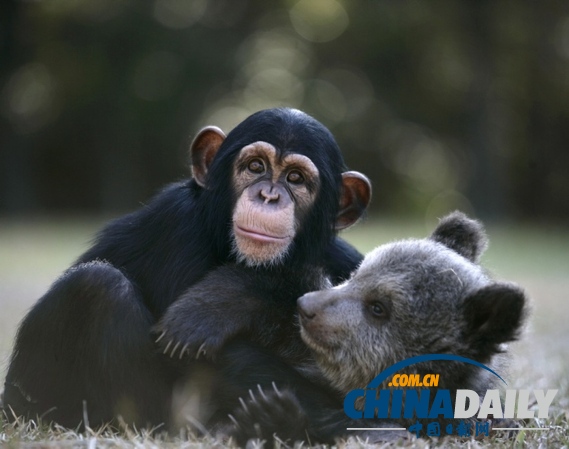 治愈系組圖：可愛動物們的跨物種感情