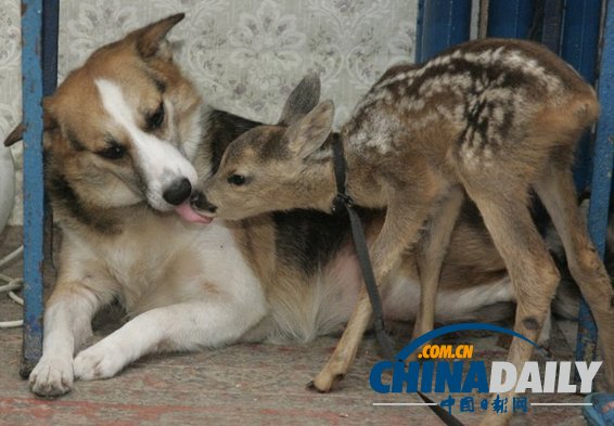 治愈系組圖：可愛動物們的跨物種感情