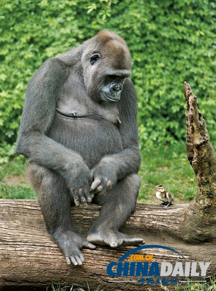 治愈系組圖：可愛動物們的跨物種感情