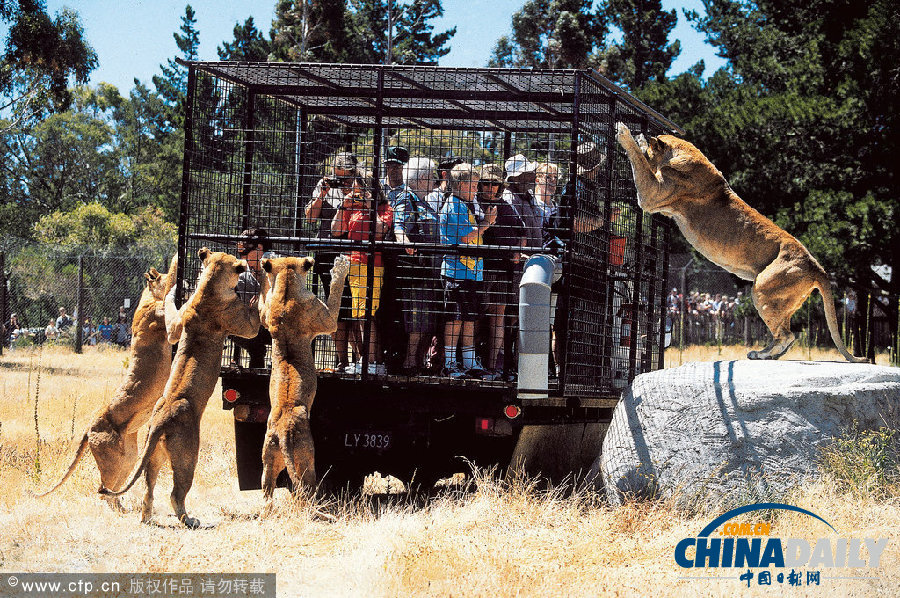 新西蘭動物園創(chuàng)意大逆轉(zhuǎn) 游客進(jìn)籠“示眾”獅群好奇圍觀